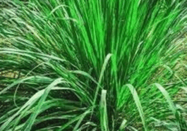 Health benefits of lemon grass which you did not know (DETAILS)
