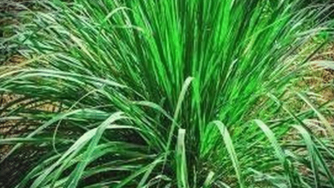 Health benefits of lemon grass which you did not know (DETAILS) Health benefits of lemon grass which you did not know (DETAILS)