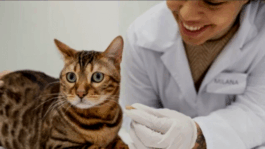 BREAKING NEWS: Deadly killing Diseases in Cats That Every Cat Owner Must Know
