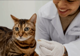 BREAKING NEWS: Deadly killing Diseases in Cats That Every Cat Owner Must Know