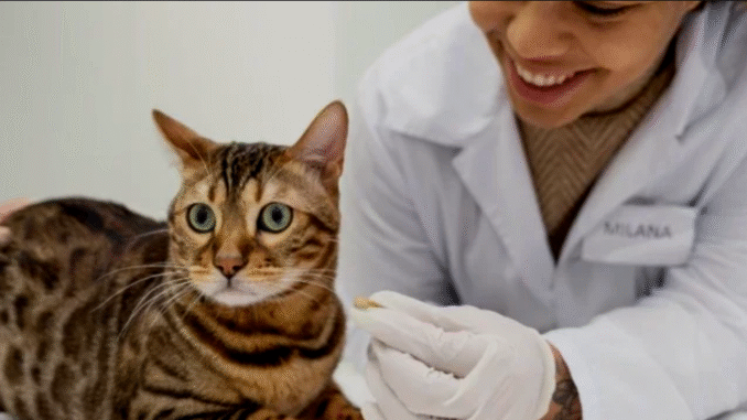 BREAKING NEWS: Deadly killing Diseases in Cats That Every Cat Owner Must Know