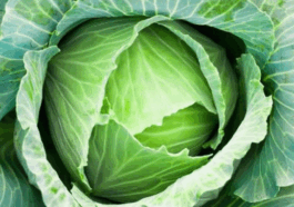 BREAKING NEWS: What Happens to Your Body When You Eat Cabbages Regularly