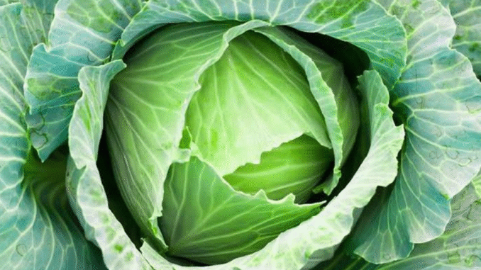 BREAKING NEWS: What Happens to Your Body When You Eat Cabbages Regularly
