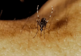 BREAKING NEWS: 5 deadly diseases you didn’t know were caused by mosquitoes
