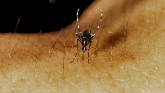 BREAKING NEWS: 5 deadly diseases you didn’t know were caused by mosquitoes