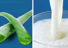 BREAKING NEWS: Aloe vera And Milk Does Wonders When Mixed Together Here Are The Secret Benefits Of This Mixture