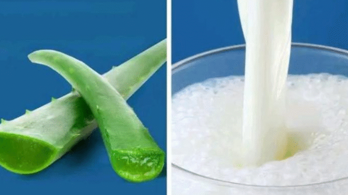 BREAKING NEWS: Aloe vera And Milk Does Wonders When Mixed Together Here Are The Secret Benefits Of This Mixture BREAKING NEWS: Aloe vera And Milk Does Wonders When Mixed Together Here Are The Secret Benefits Of This Mixture