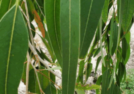 BREAKING: Other uses Of Eucalyptus Leaves You Never Knew