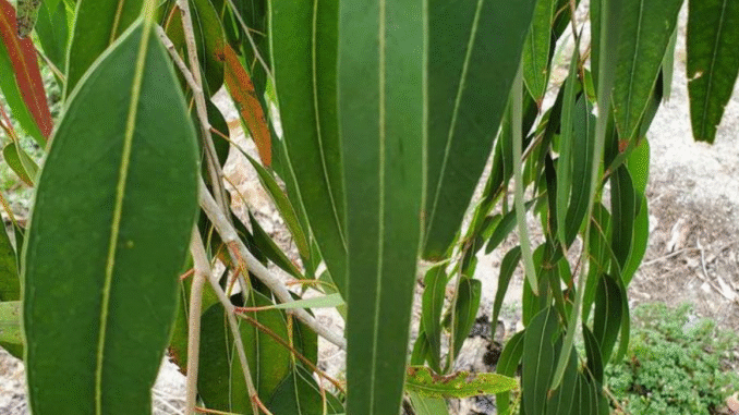 BREAKING: Other uses Of Eucalyptus Leaves You Never Knew BREAKING: Other uses Of Eucalyptus Leaves You Never Knew