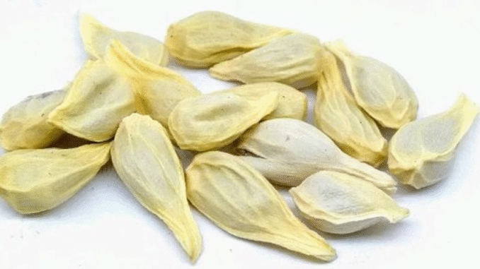 EXCLUSIVE: You Will No Longer Throw Lemon Seeds After Reading This EXCLUSIVE: You Will No Longer Throw Lemon Seeds After Reading This