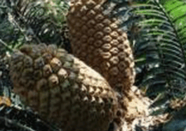 Reasons Why You Should Plant This Tree in Your Home in Africa