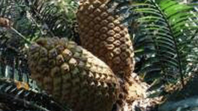 Reasons Why You Should Plant This Tree in Your Home in Africa Reasons Why You Should Plant This Tree in Your Home in Africa