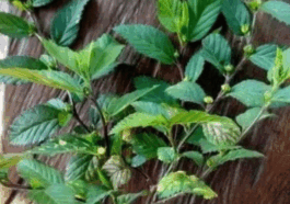 BREAKING NEWS: Protect yourself and your children from accident using these common herbs