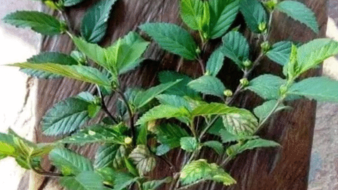 BREAKING NEWS: Protect yourself and your children from accident using these common herbs BREAKING NEWS: Protect yourself and your children from accident using these common herbs