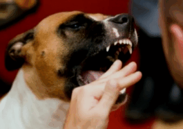 5 horrible diseases that came from animals