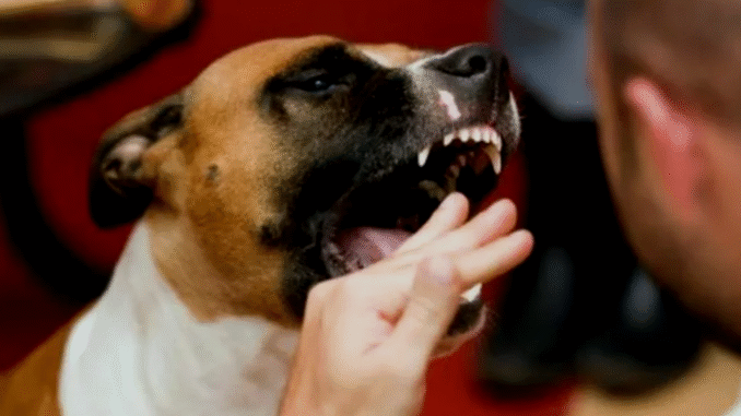 5 horrible diseases that came from animals 5 horrible diseases that came from animals