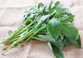 BREAKING NEWS: Health Benefits Of Jute Leaves You Need To Know
