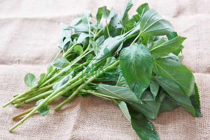 BREAKING NEWS: Health Benefits Of Jute Leaves You Need To Know BREAKING NEWS: Health Benefits Of Jute Leaves You Need To Know