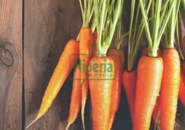 2 Main Diseases Eating Carrots Regularly Can Help Treat