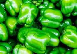 BREAKING: Health Benefits Of Green Peppers that Many People May Not Be Aware Of