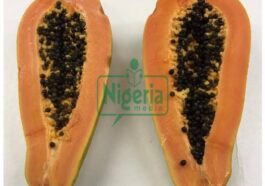 Side Effects Of Eating Pawpaw’s Seeds You Never Knew (BREAKING)