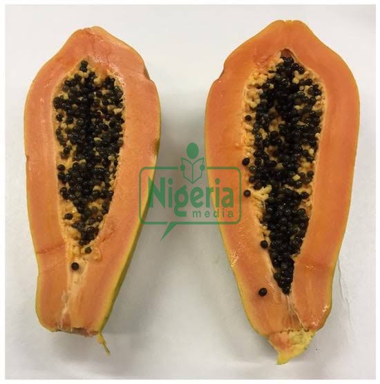 Side Effects Of Eating Pawpaw’s Seeds You Never Knew (BREAKING) Side Effects Of Eating Pawpaw’s Seeds You Never Knew (BREAKING)