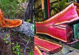 The Most Expensive Tree In The World Found In Africa And What Is Used For (Discover)