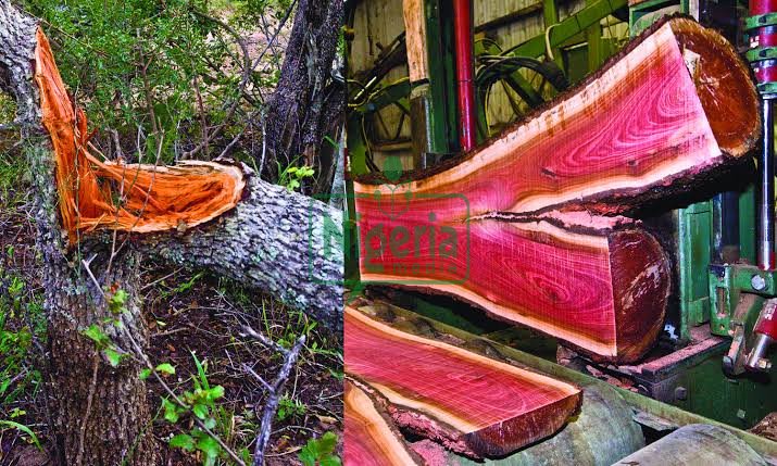 The Most Expensive Tree In The World Found In Africa And What Is Used For (Discover) The Most Expensive Tree In The World Found In Africa And What Is Used For (Discover)