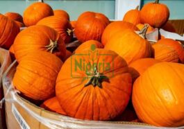 JUST-IN: Pumpkin Is So Beneficial, See Some Diseases It Can Cure And Other Uses