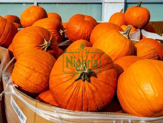 JUST-IN: Pumpkin Is So Beneficial, See Some Diseases It Can Cure And Other Uses