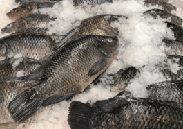 Five 5 Types of Fish to Avoid for a Longer, Healthier Life