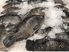 Five 5 Types of Fish to Avoid for a Longer, Healthier Life