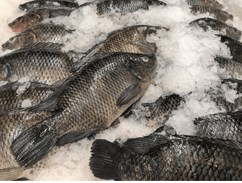 Five 5 Types of Fish to Avoid for a Longer, Healthier Life Five 5 Types of Fish to Avoid for a Longer, Healthier Life