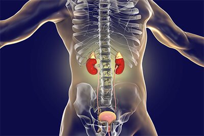 BREAKING NEWS: Love Your Kidney and Liver: Avoid Excessive Drug Use BREAKING NEWS: Love Your Kidney and Liver: Avoid Excessive Drug Use