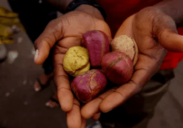 Kola Nuts: Uses, Health Benefits, and Possible Side Effects
