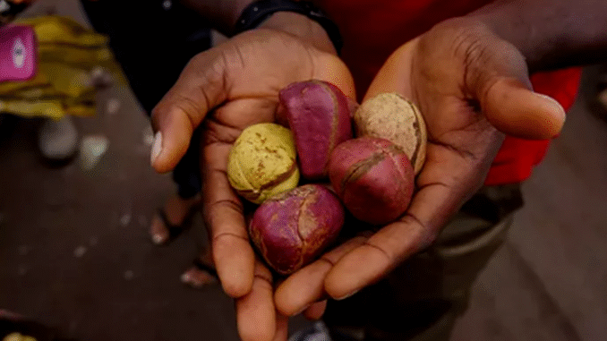 Kola Nuts: Uses, Health Benefits, and Possible Side Effects