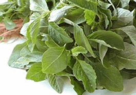 Opinion: Foods That Helps to Boost immunity in HIV Patients