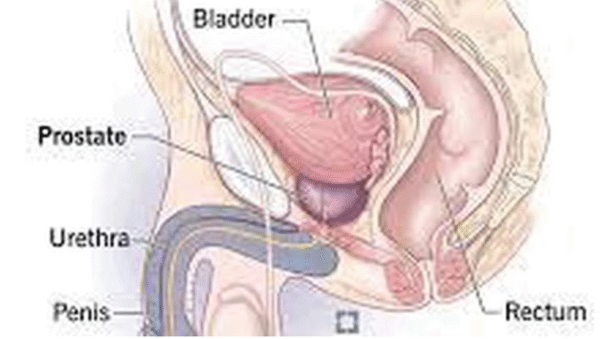 What Men Should Do To Reduce The Risk Of Prostrate Enlargement As They Grow Older What Men Should Do To Reduce The Risk Of Prostrate Enlargement As They Grow Older