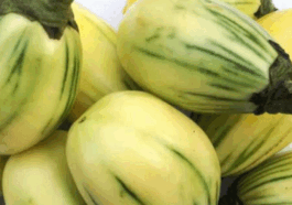 How To Use Garden Egg To Cleanse Your Kidneys & Flush Out Toxins