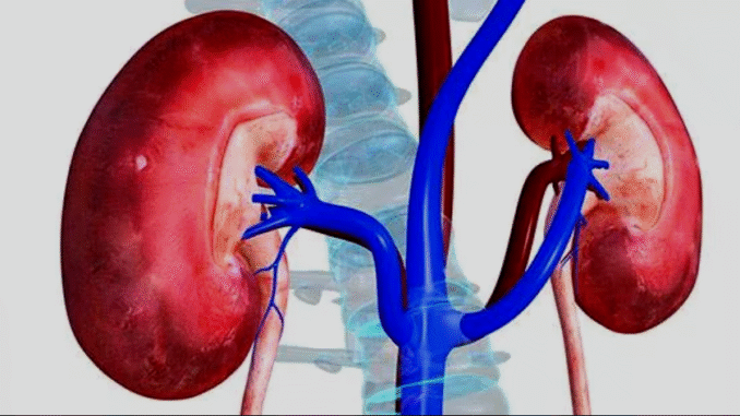 BREAKING: How artificial sweeteners fuel diabetes, damage kidney, say experts