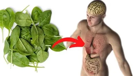 BREAKING: When You Eat Spinach Every Day This Is What Will Happen To Your body