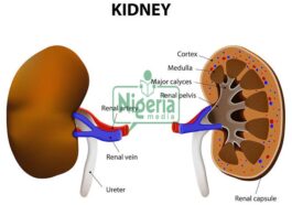 Kidney Disease Can Kill You: Avoid Excessive Intake Of These Eight Things