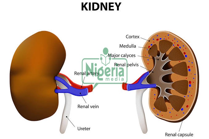 Kidney Disease Can Kill You: Avoid Excessive Intake Of These Eight Things