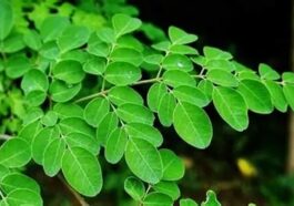 BREAKING: Use This Plant And Say Goodbye To Allergies, Asthma, Diabetics And Cancer