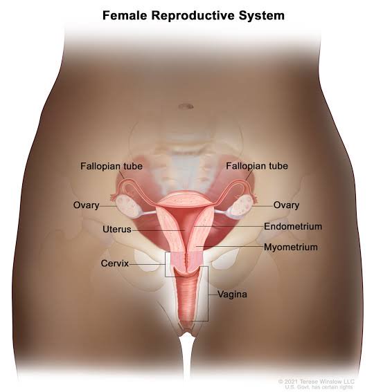 Dear Women, Uterine Cancer Kill: Stay Away From These 4 Things To Avoid The Risk Of Being A Victim